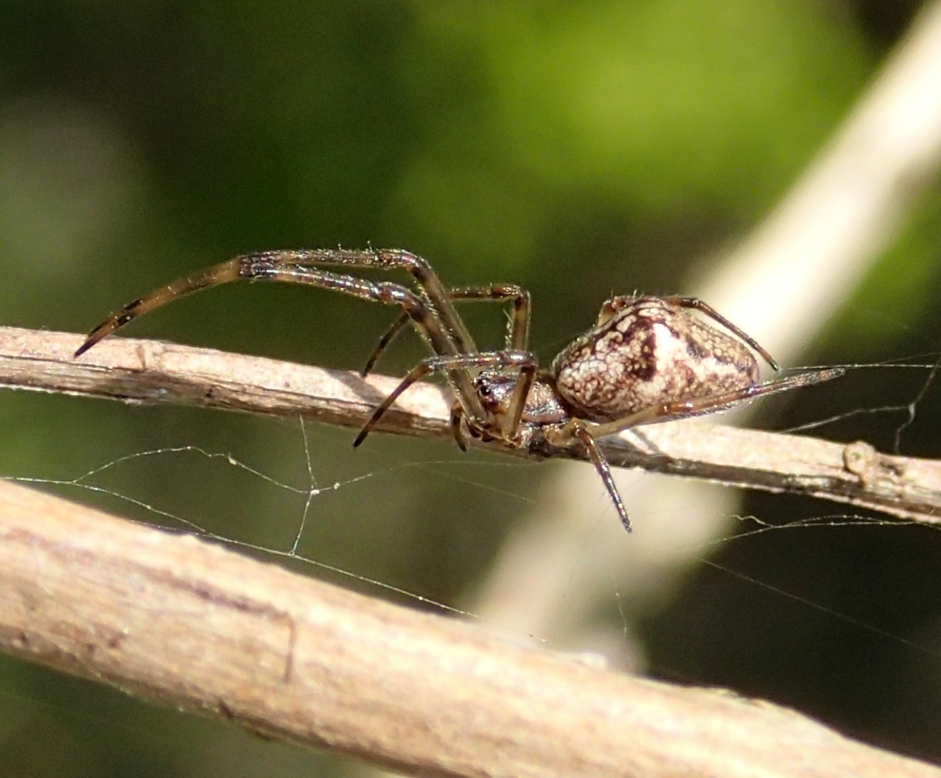 Tetragnatha sp. e Theridiidae - Lughignano (TV)